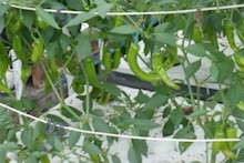 Screen capture showing hydroponic peppers